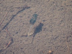 Branchinecta paludosa