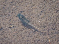 Branchinecta paludosa