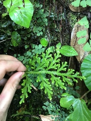 Selaginella arbuscula