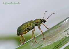 Polydrusus formosus