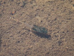 Branchinecta paludosa