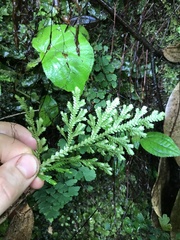 Selaginella arbuscula