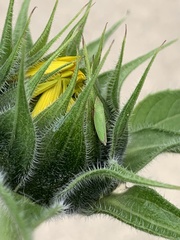 Draeculacephala antica