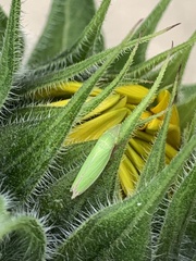 Draeculacephala antica