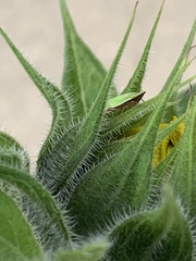 Draeculacephala antica