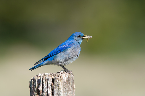 Mountain Bluebird