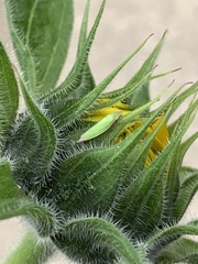 Draeculacephala antica