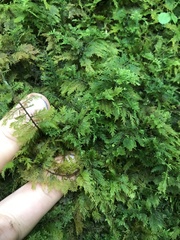 Thuidium cymbifolium