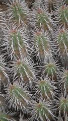 Euphorbia ferox