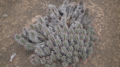 Euphorbia ferox