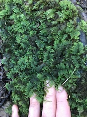Thuidium cymbifolium