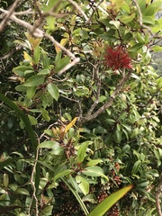 Metrosideros tremuloides