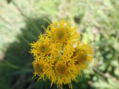 Berkheya umbellata
