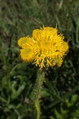 Berkheya umbellata