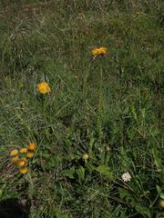 Berkheya umbellata
