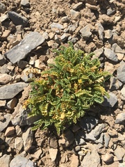 Astragalus arequipensis