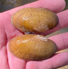 Cambarunio taeniatus