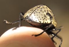 Cypherotylus elevatus