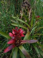 Guzmania lingulata