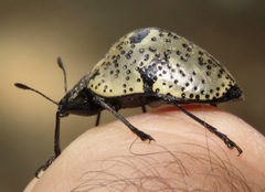 Cypherotylus elevatus