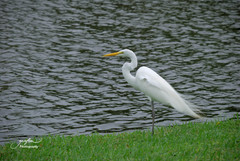Ardea alba