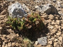 Leucheria daucifolia