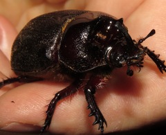 Heterogomphus mniszechi