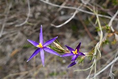Calectasia