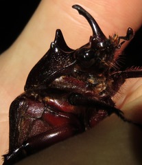 Heterogomphus mniszechi