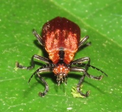 Discodon purpurascens