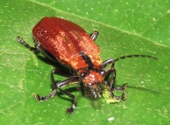 Discodon purpurascens