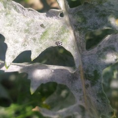 Psyllobora picta