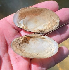 Cambarunio taeniatus