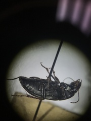 Anisodactylus rusticus