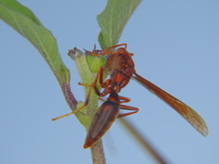 Polistes canadensis