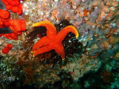 Fromia schultzei
