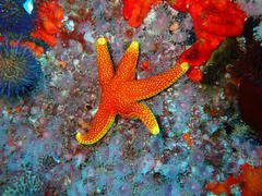 Fromia schultzei