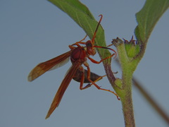 Polistes canadensis