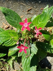 Pentas