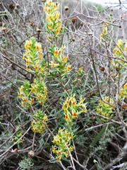 Hebenstretia robusta