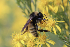 Bombus pensylvanicus