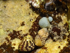 Polycitoridae