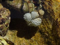 Polycitoridae