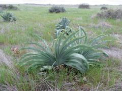 Boophone haemanthoides