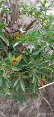 Solanum radicans