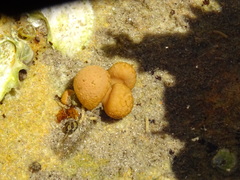 Polycitoridae
