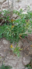 Solanum radicans