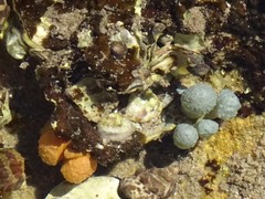 Polycitoridae