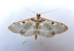 Apilocrocis pimalis