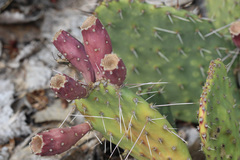 Opuntia cymochila